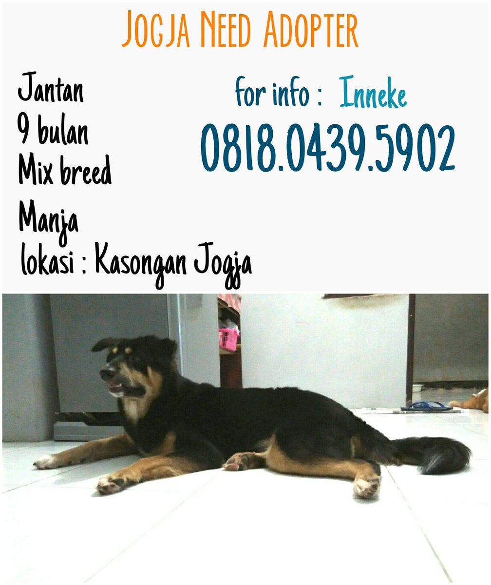 jogjapetstudio's tweet photo. #jogja #kasongan need #adopter#dog #anjing #pet karna diusir oleh warga :(( https://t.co/N2HiAkx9Z1