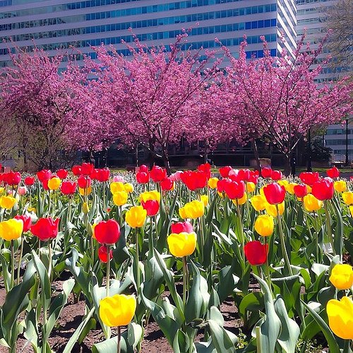 A riot of red, pink and yellow at Love Park. #lovepark #instadelphia #igers_philly #tulip #flowers ...