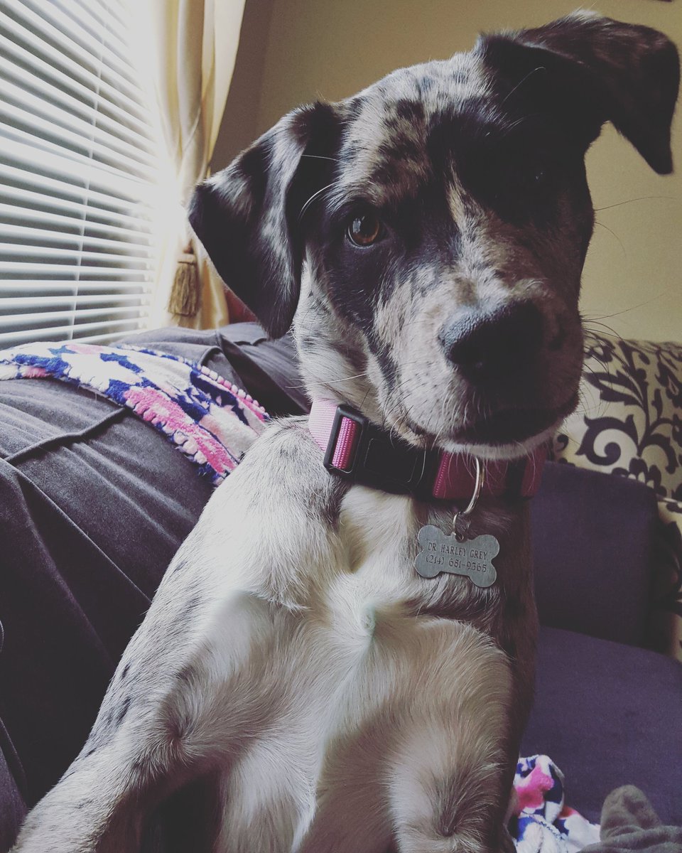 jequav's tweet image. No matter how shitty my days are knowing that this stinker is at home waiting for me makes it a lot easier