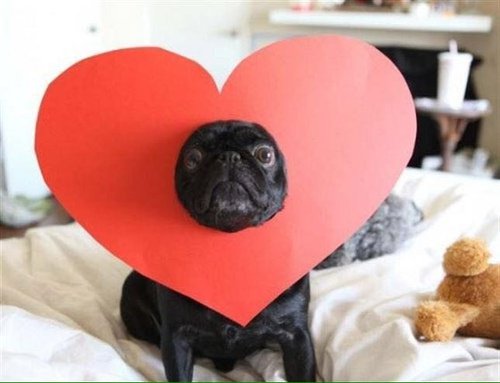 PuppyPorns's tweet photo. Pug = love https://t.co/q2eRIP416D