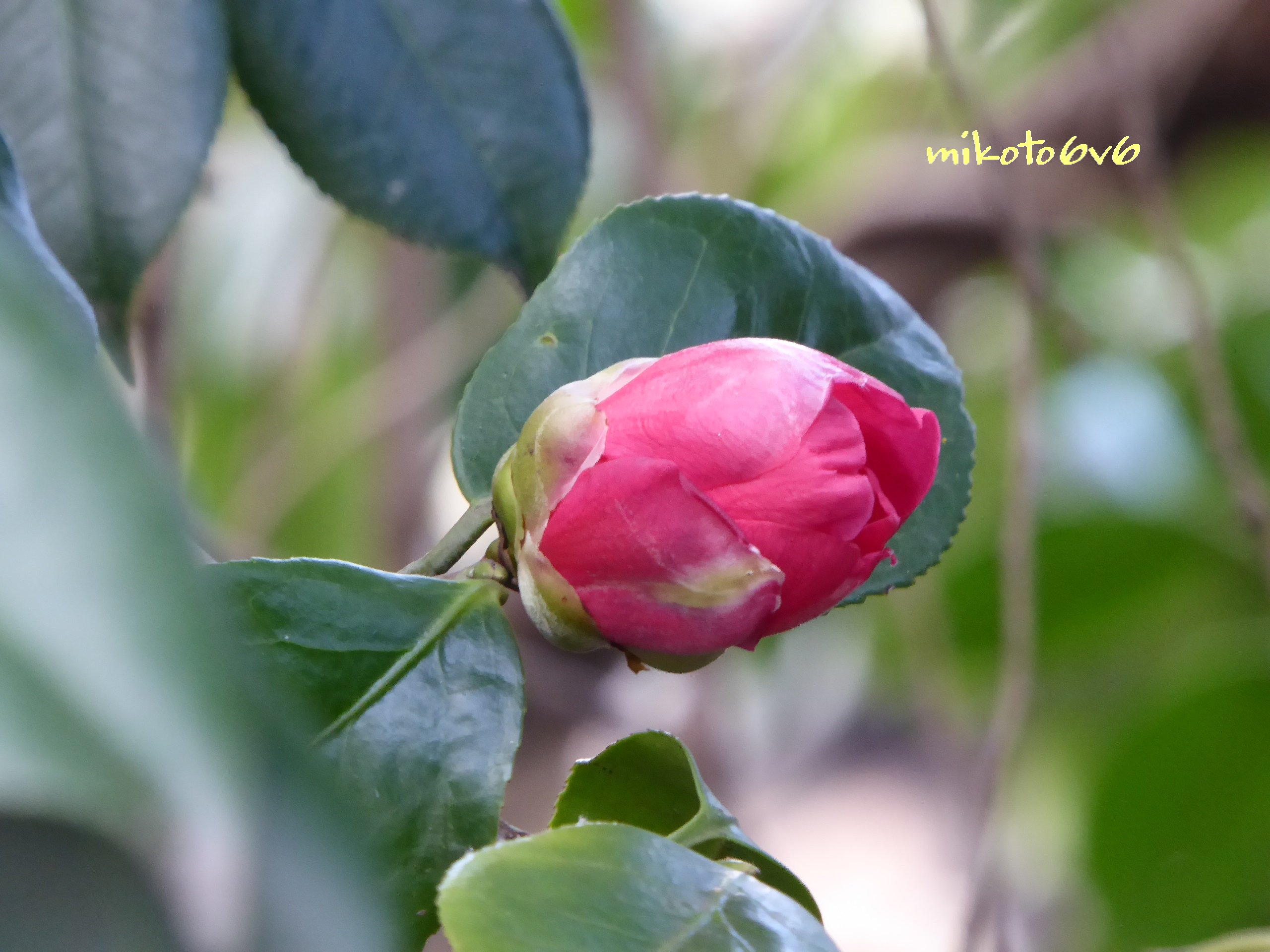 Mikoto ヒッソリと 藪の中で見つけた希望 花言葉 控えめの優しさ 誇り 椿 ツバキ 藪椿 ヤブツバキ イマハナ 花 蕾 ツボミ 無加工 Flower Camellia Camelliajaponica T Co Bozxforfax Twitter