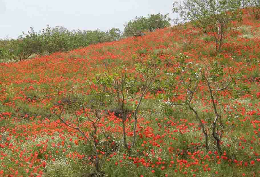 ssanazzz's tweet photo. #keshmir #park #TimeToVisitIran #nationalPark #Reservs #travel #travelphotography #travelskills #travetips https://t.co/NzOQf1kkQc