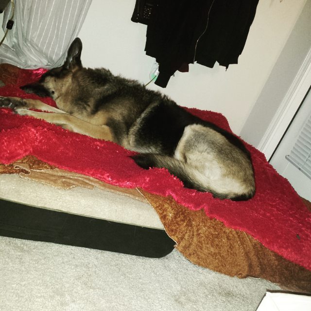 wendy_2parra's tweet photo. #Goodnight #bigSleepy #germanshepherd #mybabybell #beautifulbeast #womensbestfriend #ilovemygermanshepherd #instags… https://t.co/fBdhOLnnm3