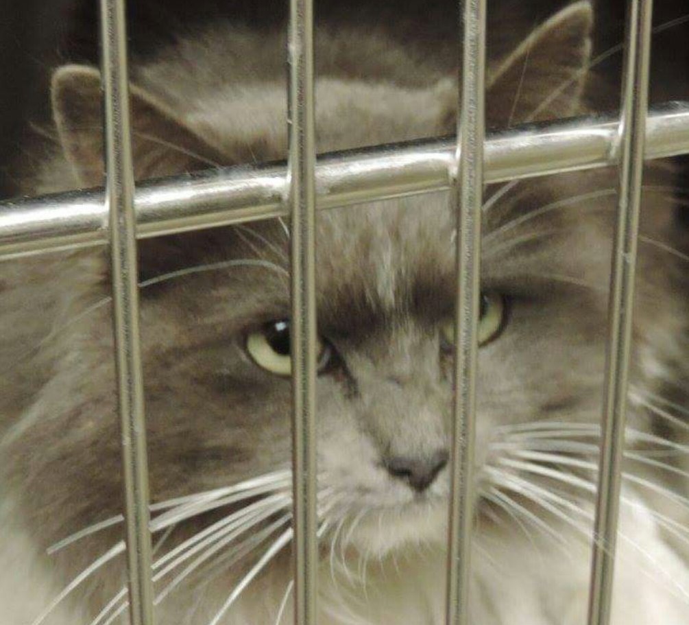 ElsaZEC's tweet photo. https://t.co/ll6Upmv1VT
#NM AM I YOUR CAT? I CAN BE. SAVE
@NewMexico @RoswellNMTrue @NMnews_online @RoswellNMProtes https://t.co/ALKWfaSF2O