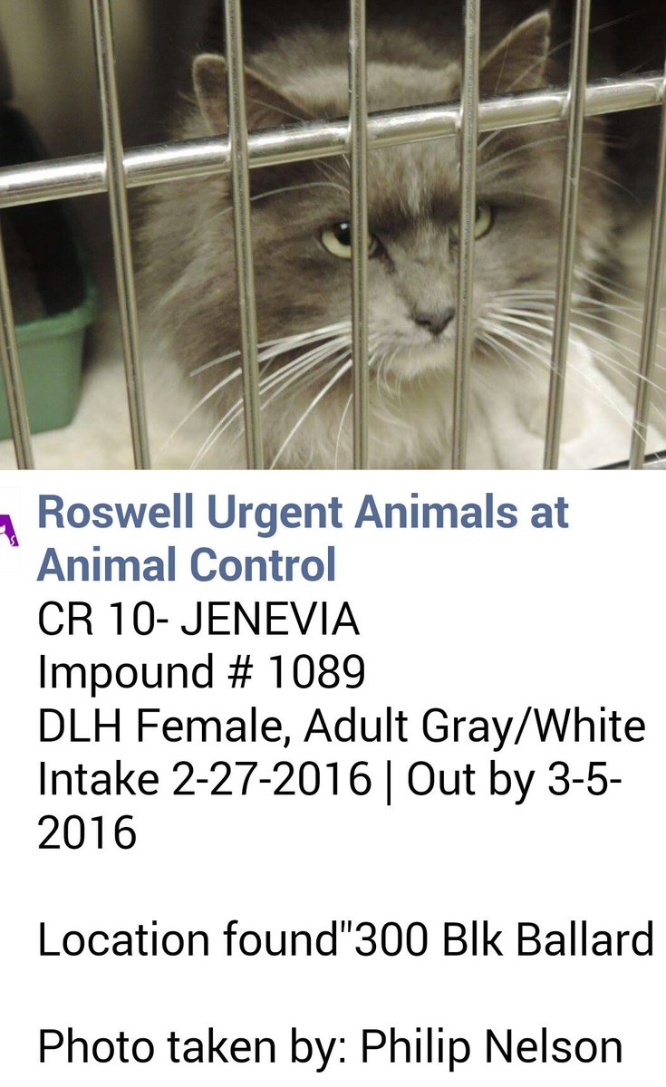 ElsaZEC's tweet photo. https://t.co/ll6Upmv1VT
#NM AM I YOUR CAT? I CAN BE. SAVE
@NewMexico @RoswellNMTrue @NMnews_online @RoswellNMProtes https://t.co/ALKWfaSF2O