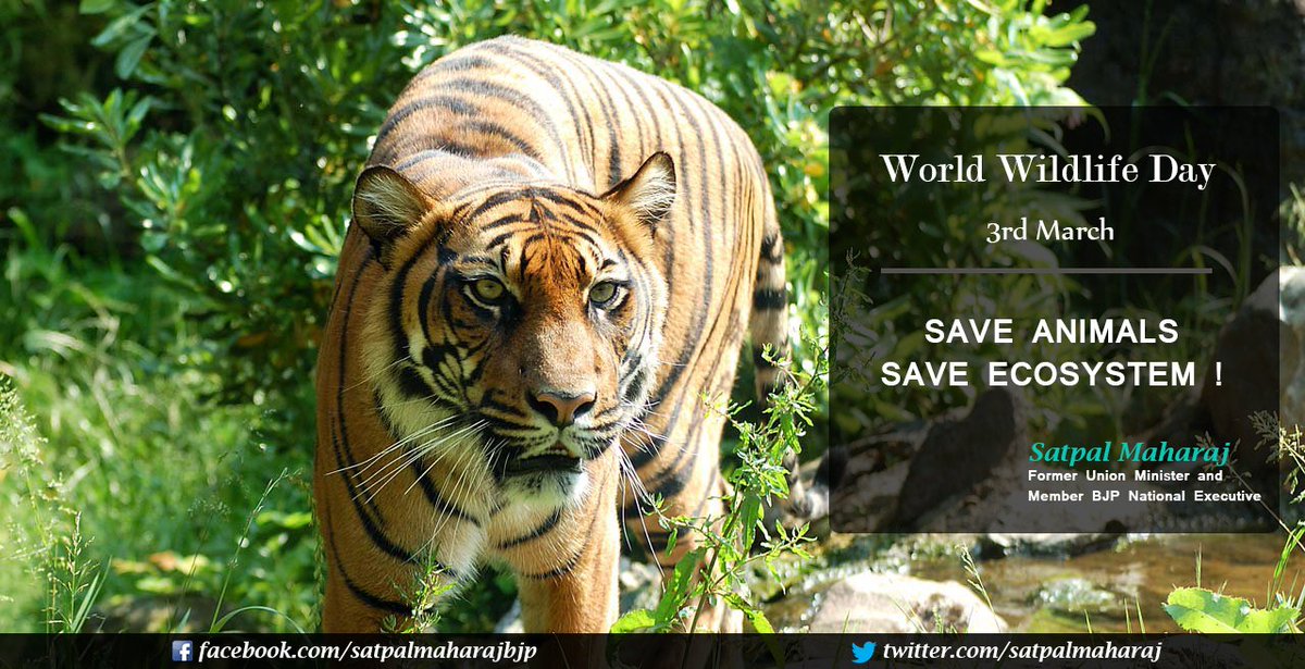 #WorldWildlifeDay Save Animals Save Ecosystem ! @03March2016
