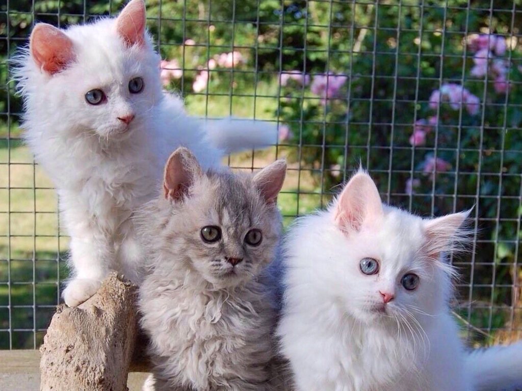 Warm welcome, new followers. Enjoy the #photos. #Midnight #Music ... now!

Pic via <a href="/Purplemoon71/">Norma</a> <a href="/micobyneco1927/">mico(*´ｪ｀*)ﾉ</a>