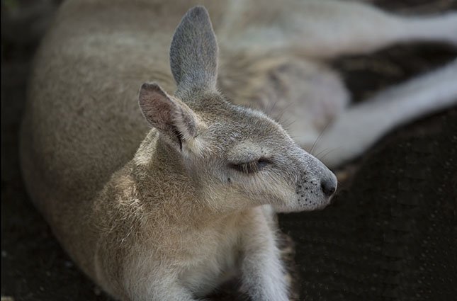 cc_tvi's tweet photo. Australia's Kangaroo story
https://t.co/XAsFivOuuL https://t.co/3KTrKaP2oO