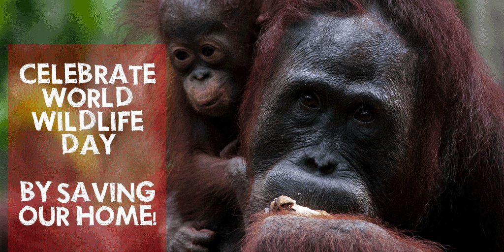 Let’s do something incredible this #WorldWildlifeDay! Tell the brands to sort it out >> grnpc.org/IgN7d