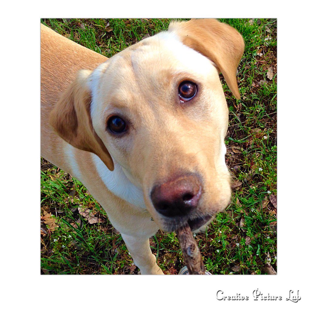 alisamarcel's tweet photo. #picturelab #creativelab #labrador retriever #ilovemydog https://t.co/HEyciqqSTn