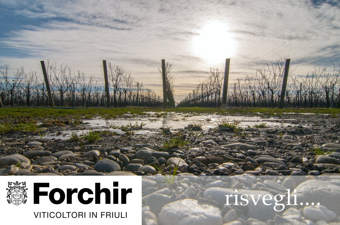 Forchir_vini's tweet photo. Risvegli #forchir #italianwine #Italiansdoitbetter #spring #wine #wineyard #sustainability #nature #naturelovers https://t.co/IWwpYP5pmm