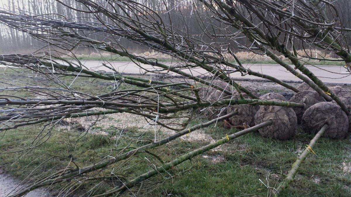 Jetsels's tweet photo. Bomen laantje in de maak #bieslandsebos #balij #buytenhout https://t.co/PgdXsCnRdp