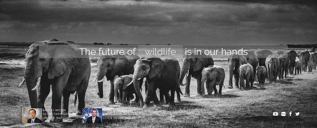 cocreate.NL (@cocreatenl) on Twitter photo Today is #WorldWildifeDay | Can we #cocreate the future of wildlife? <a href="/UN/">United Nations</a> ow.ly/Z0IxM Today is #WorldWildifeDay | Can we #cocreate the future of wildlife? <a href="/UN/">United Nations</a> ow.ly/Z0IxM