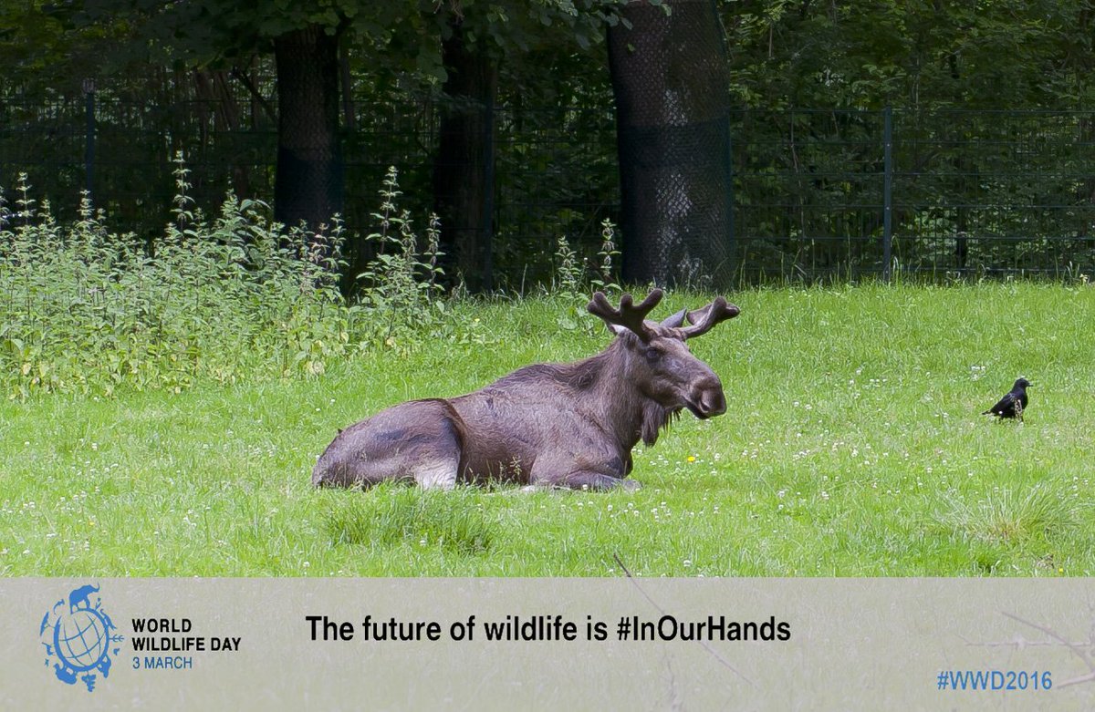 On #WorldWildlifeDay, the future of #wildlife is #InOurHands! See protection in #CZ mzp.cz/en/species_pro… #WWD2016