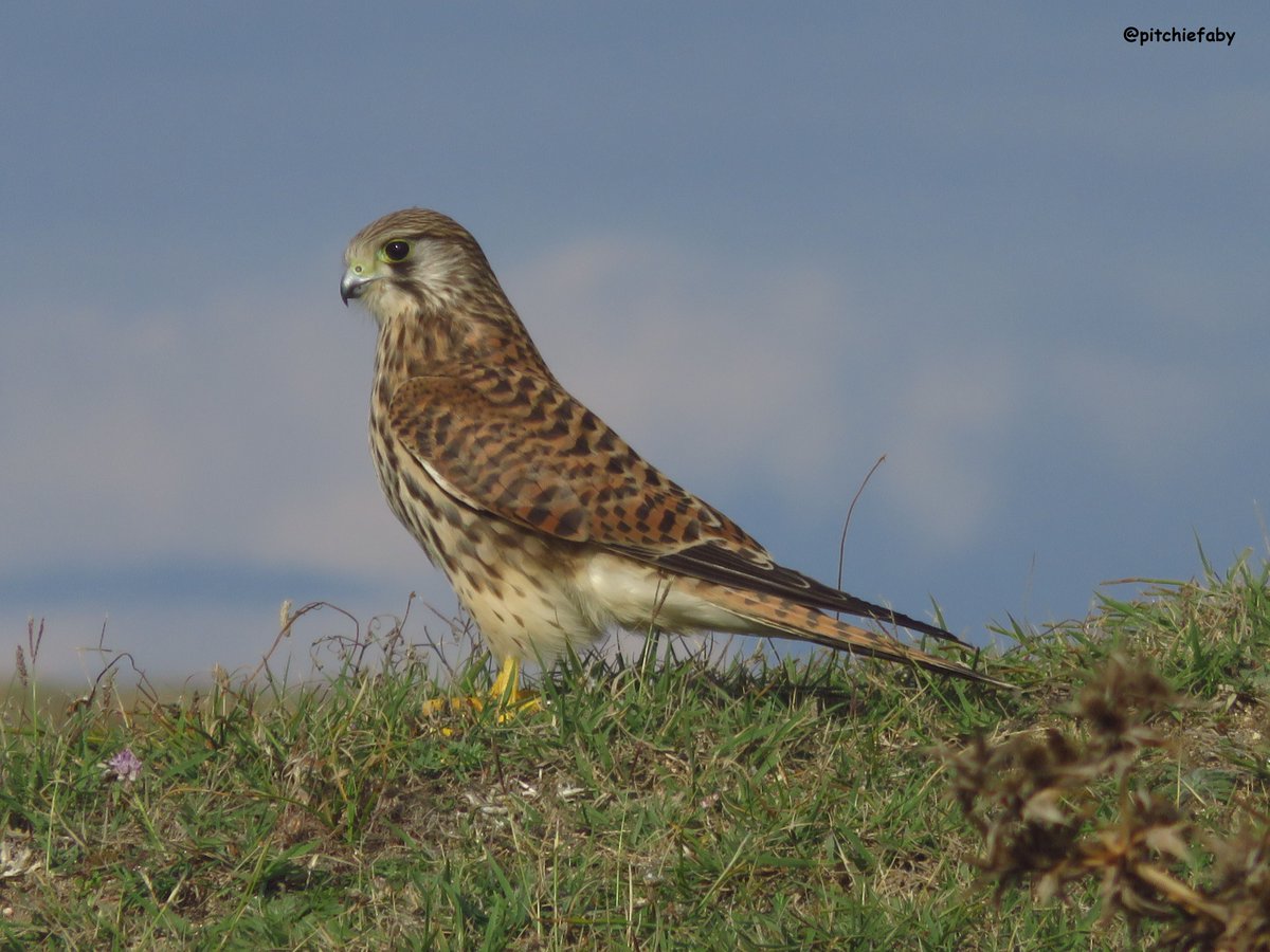 pitchiefaby's tweet image. @florence1813 @AnneDeles @2blowyourmind @QuattroMori61 @amb_amb29810 @gallemaxime @oliv179 @bernard29440 salud !