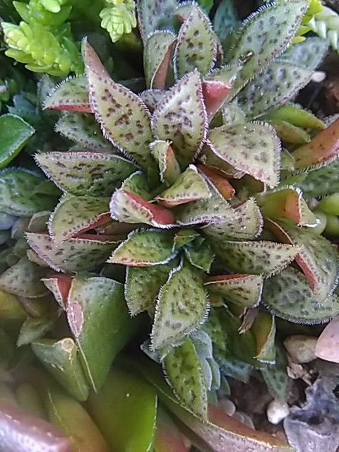 多肉屋 Hana Ippaiぴー農園 クラッスラ属クーペリー 冬の色も徐々に抜けてきている今日の様子 葉裏の赤とドットも個性的 春と秋 不定期にピンクの小花が咲く比較的暑さ 寒さに強い品種 多肉植物 クラッスラ クーペリー Crassula Cooperi T