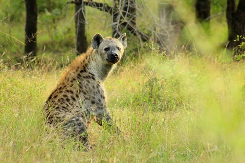 TeamMafisii's tweet photo. #WorldWildlifeDay A hyena.. #MagicalKenya @kwskenya @ntvwild https://t.co/Q6FuvrcVy0