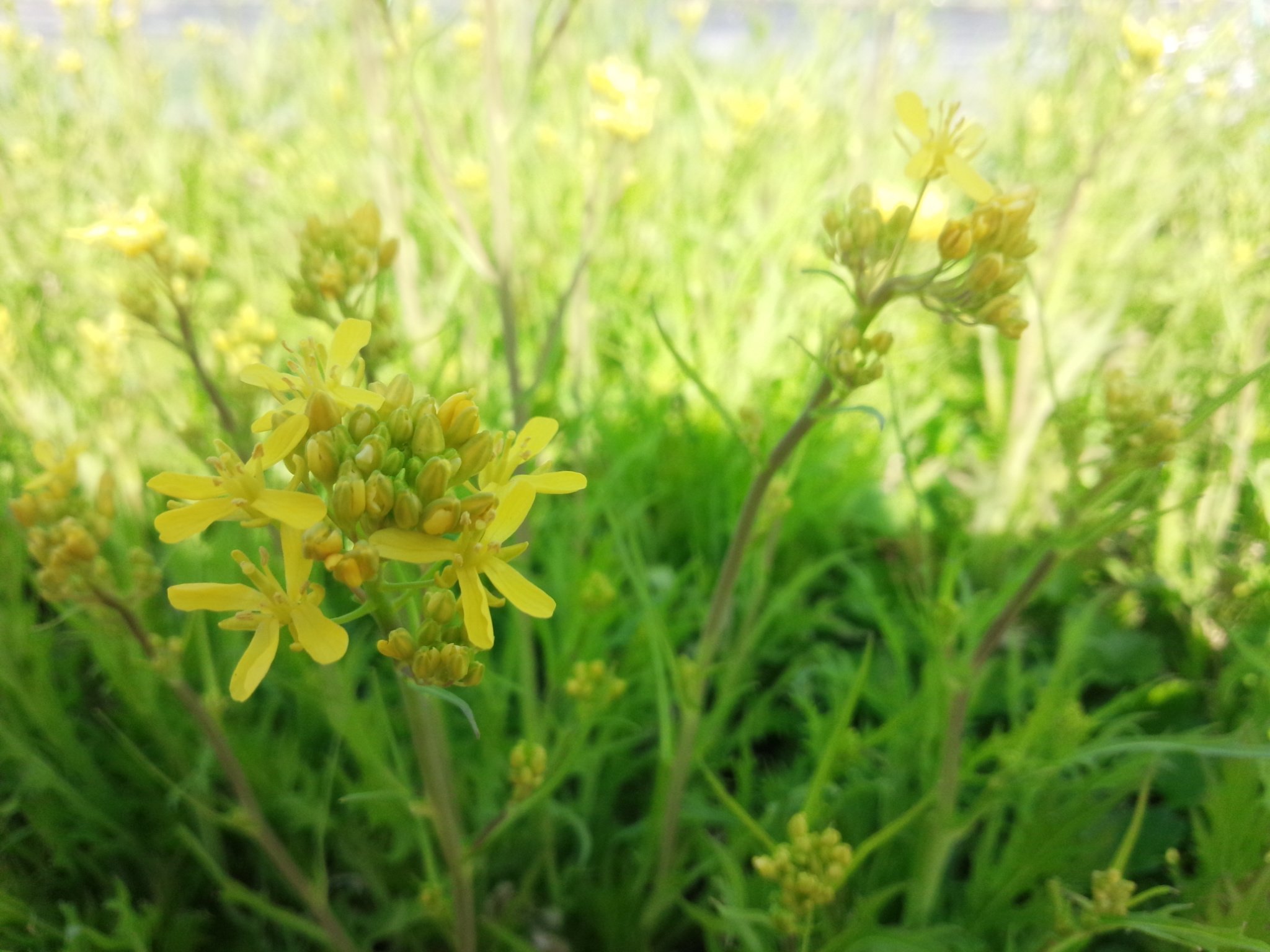 ごとう なおみ 自由の女神 水菜の花 一般的には水菜は花が咲く前が収穫時だから 水菜の花を見ることは少ない 花咲いた水菜は流通されない 彼が出荷しそこねた水菜たちは 可愛い花を咲かせて さらに花芽は甘くって美味しい 廃棄前に大量に摘