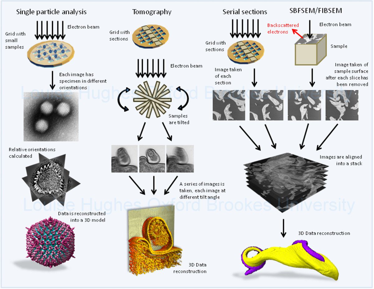DrLouiseCHughes's tweet photo. How to get 3D data using electron microscopy. Diagram showing some of the different techniques. #sciart https://t.co/NNj8roJepF