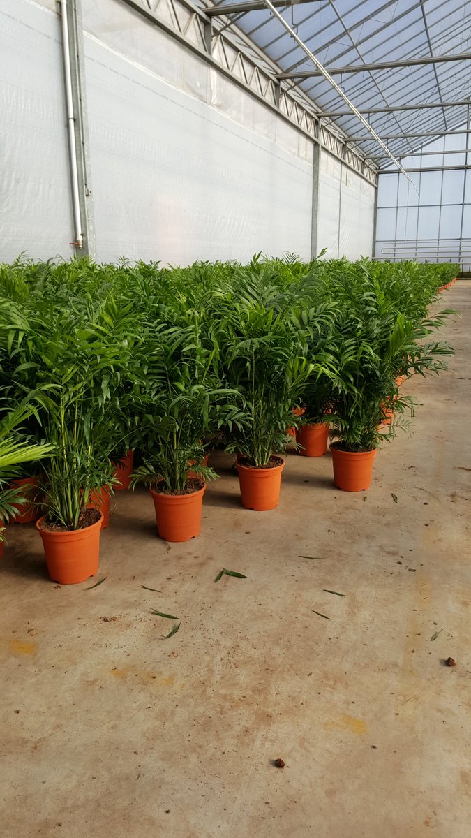 Heboplant BV. tweet media