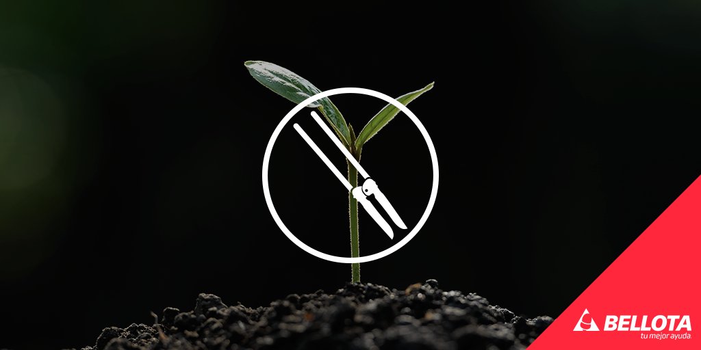 Dicen que en la vida hay que escribir un libro, tener un hijo y plantar un árbol. ¡Empieza por la última!