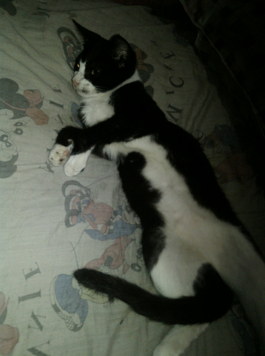KayLalers's tweet photo. #MODELKONGPUSSY!🐱💋 https://t.co/mIFeiRlCFE
