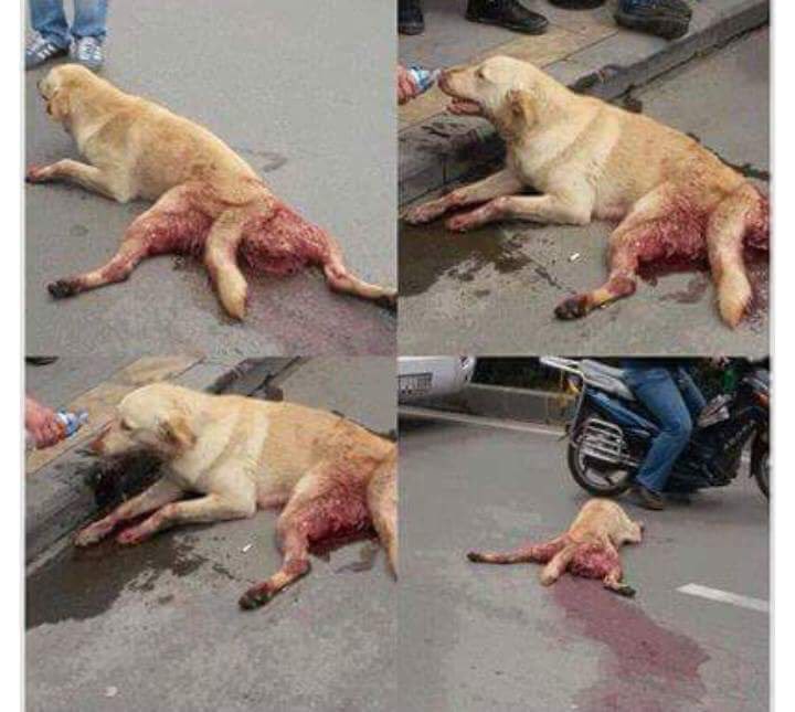 Bu hayvanı ezip kaçmakla insanı ezip kaçmak aynı şeydir.Bunu yapıp vicdan azabı çekmeyen insan olamaz.