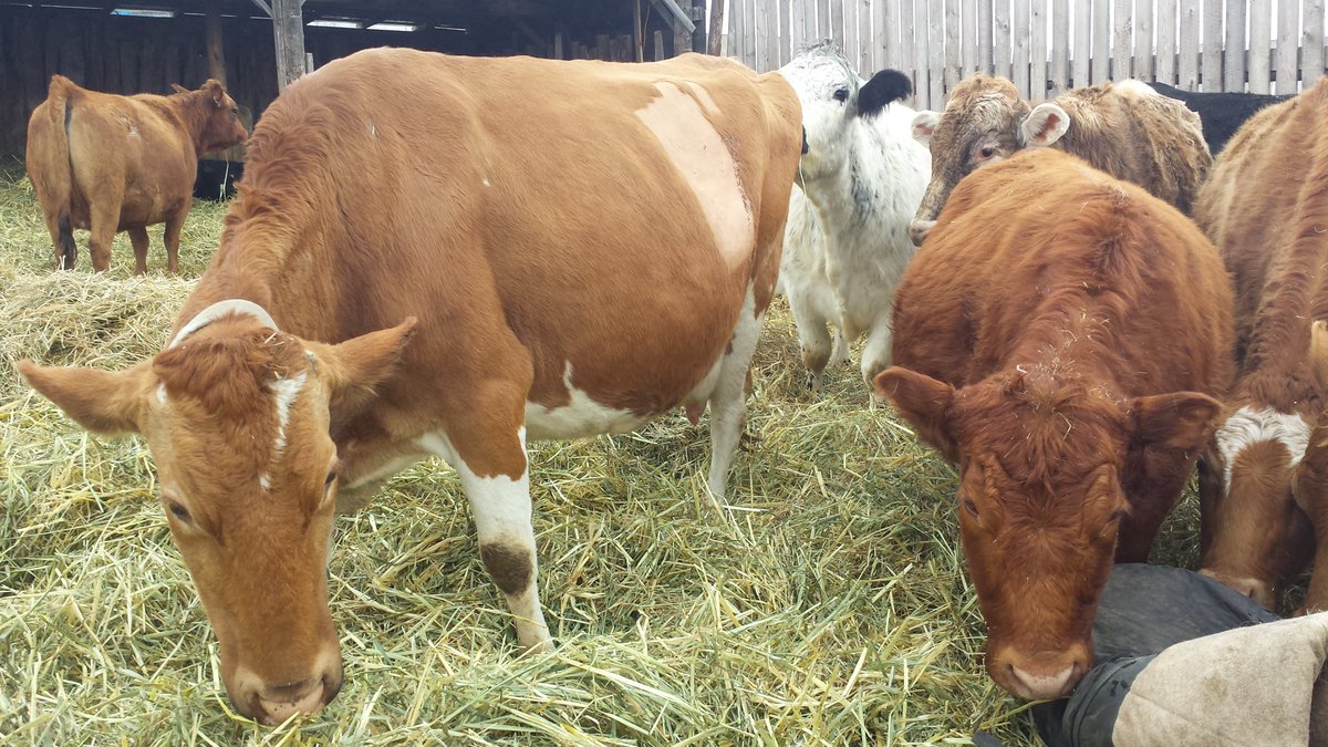 HoweRanch's tweet photo. Momma is doing awesome #farm365 #agmorethanever #rarebreeds #conservation #guernseycattle #tearsofjoy https://t.co/ZLy7xh8aqd