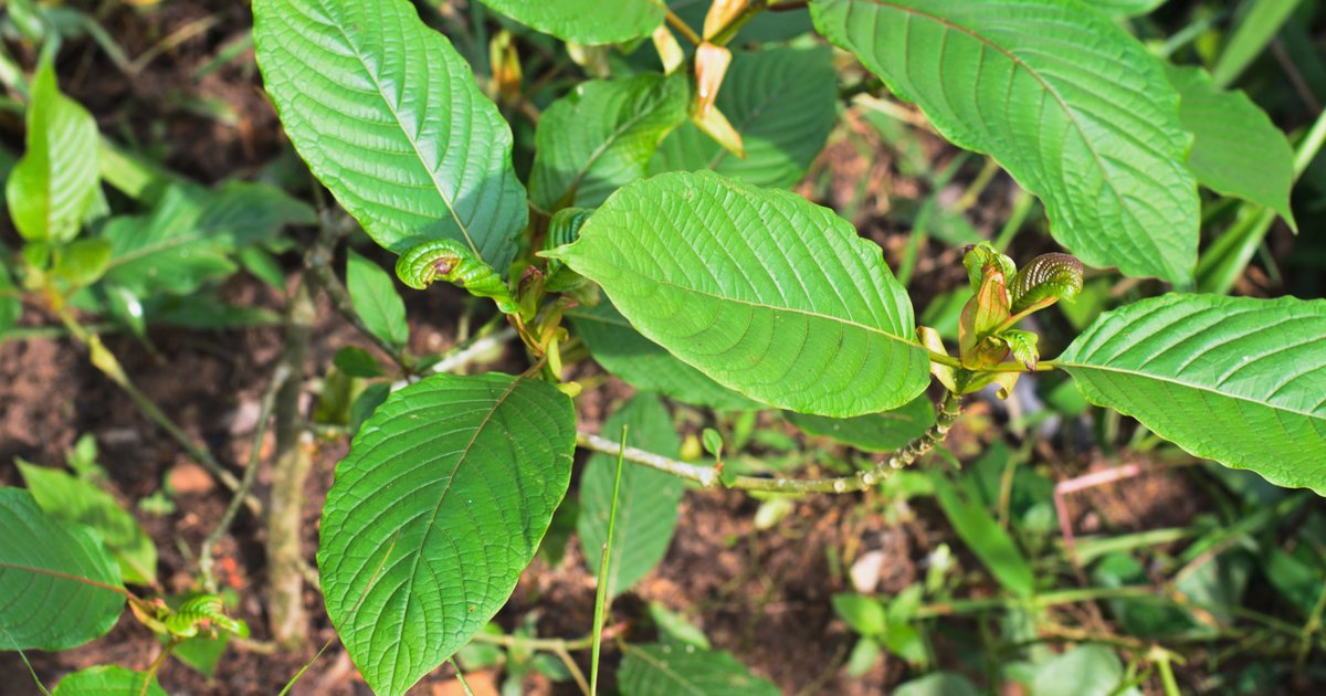 HuffPost's tweet image. Some say this herb is a solution to opioid addiction, but drug warriors want to ban it huff.to/1Y4Z626