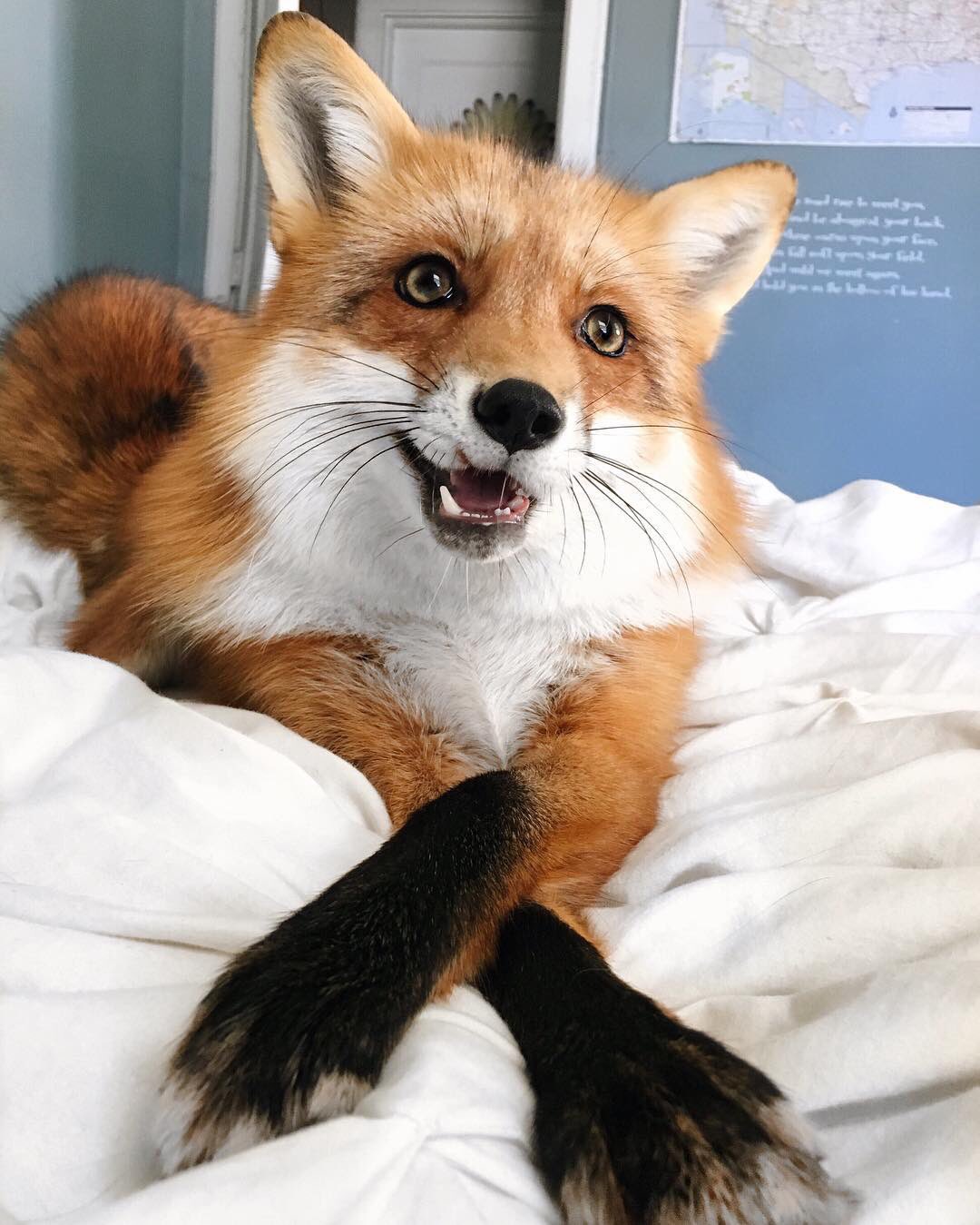 暁 きつね村の仔ぎつねになりたい 今宵のもふもふもふもふもふもふ キツネ Fox Renard Fuchs キツネ 大好き キツネの可愛さを広めよう Juniperちゃんったらポージングが既にプロ級 O T Co Ayorhjulfd Twitter