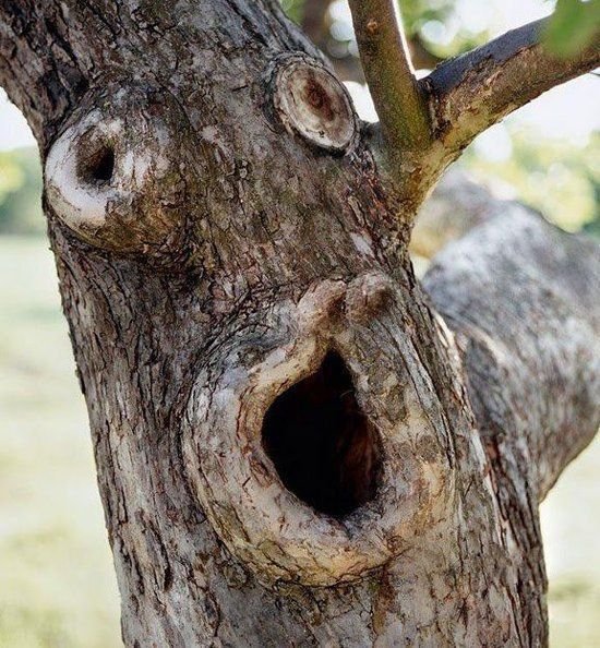 Logical_Eco's tweet photo. People say #Trees can't feel pain. They're #wrong!!! https://t.co/dlJczwjcqg