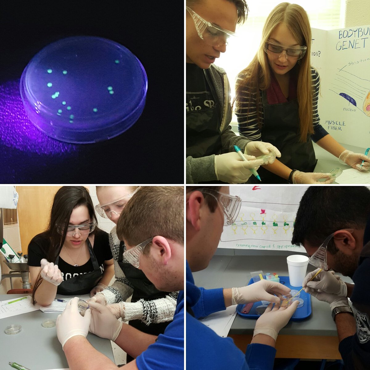 classroomtechjc's tweet photo. AP Bio students place jellyfish gene in ecoli. #transformationlab #ExpectTheBest @jcityTNschools @SHHSHilltoppers https://t.co/GkaOpL1XZs