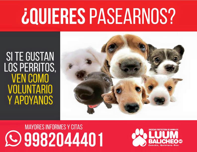 MiauCafe's tweet photo. Hola @spacqroo necesita voluntarios para pasear perritos. Quién se apunta?! #RescateAnimal #UnMundoMejor #Cancun https://t.co/Ta6Aeat4Ku