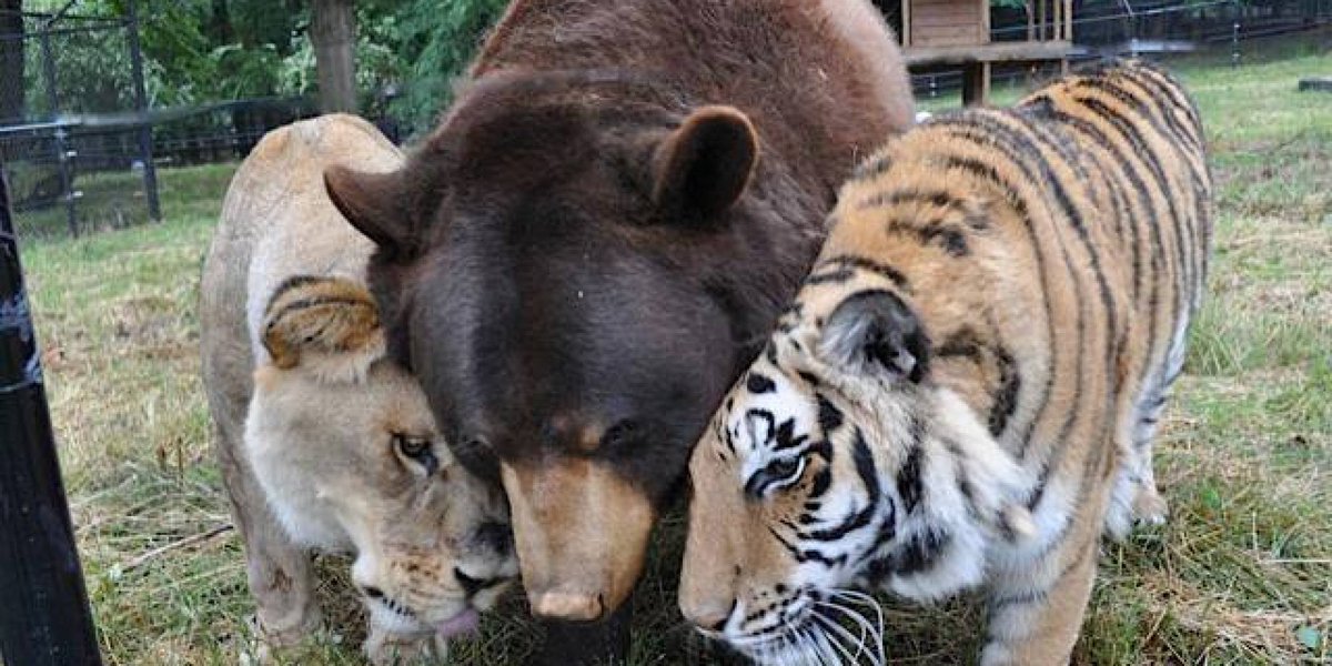 abc_es's tweet photo. Un oso, un tigre y un león criados juntos durante 15 años se niegan a separarse https://t.co/sr559u0Guh https://t.co/9WFG5dkmUy