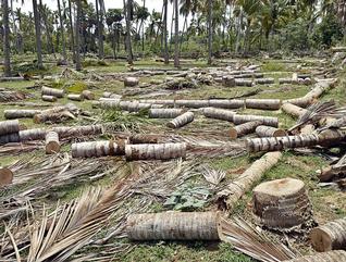 Stop_D4S_tation's tweet photo. 3-6 billion trees are cut down each year. #Deforestation #TakeAction https://t.co/DWAqwcTC6E