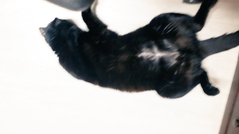 eMwithSHJW's tweet photo. @frcpa 대충 그래여ㅋ 배 잘 보여주는데 핸드폰 사진기 들이대면 피해버려서ㅋㅋ 잘 찍히진 않네옄ㅋㅋㅋ https://t.co/Z6ajsF4HUC