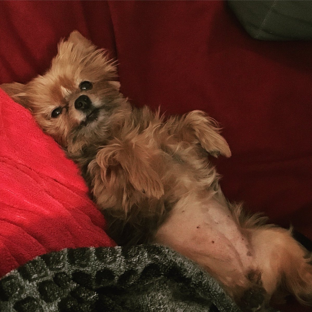 danielleinks13's tweet image. #JavaBean is being a #puppyprincess right now. #mydogisadorable #spoiledfurbaby #afaceforthemovies #rubmybelly