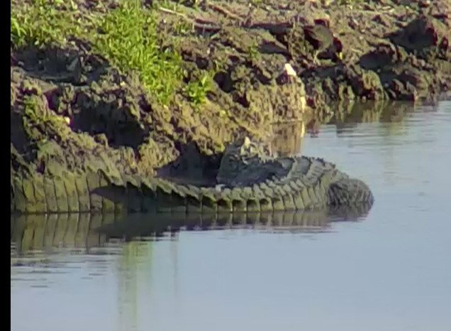 WildEarth's tweet image. #crake and #crocodile
right now at #taulodge. Watch @wildearth bit.ly/wetaulodge
