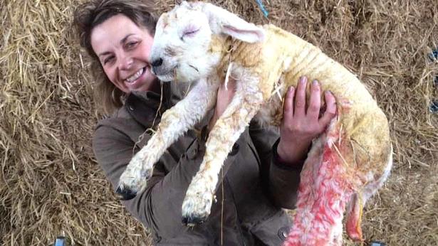 FarmersWeekly's tweet photo. Monster lamb!

17lb/7.7kg 'Titch' was born in Warwickshire... https://t.co/81GY1a42p9 https://t.co/mKOCM2wm1U