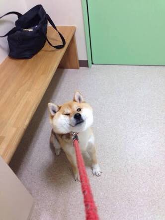 散歩を嫌がる柴犬が可愛すぎる Togetter