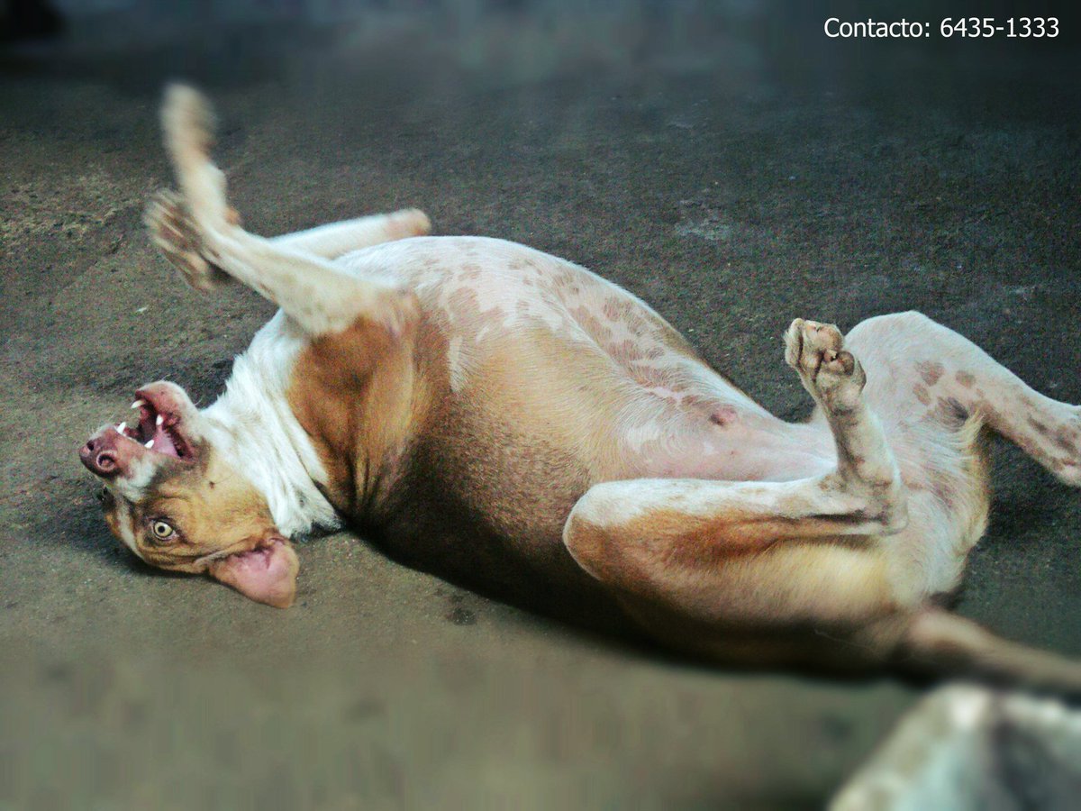 Maxs espera por una familia♡ <a href="/ArraijanPTY/">Arraiján</a> <a href="/AriGatoPTY/">AriGato</a> <a href="/LaChorreraVerde/">La Chorrera Verde</a> <a href="/SoyDeChorrera/">Soy De Chorrera</a> <a href="/MiAmbientePma/">Ministerio de Ambiente de Panamá</a> <a href="/PanamaPuntoCom/">Jayden 😈</a>