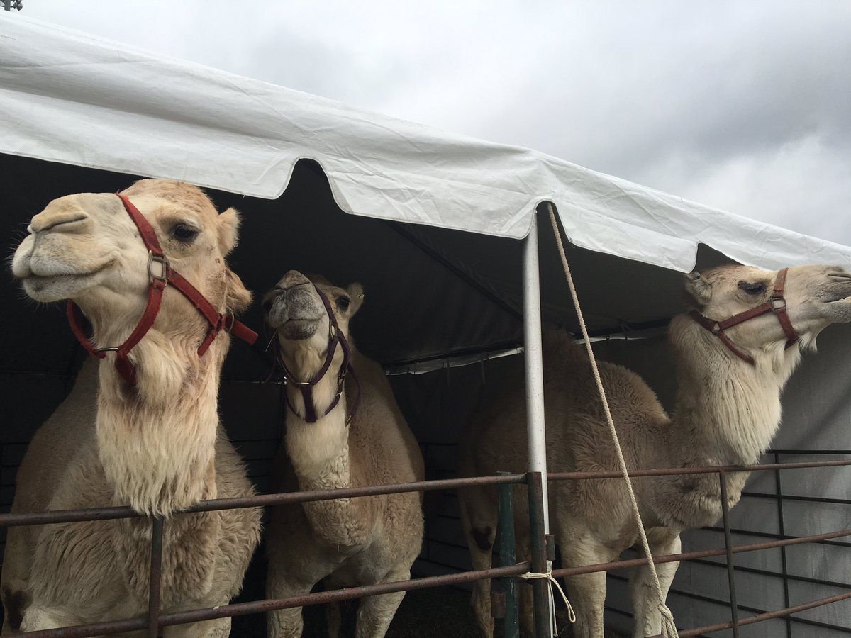 SHRP's tweet photo. It may be past hump day, but the camels are here @SHRP! Don't miss the camel &amp; ostrich races this Friday &amp; Saturday! https://t.co/CPB3ovgr7n