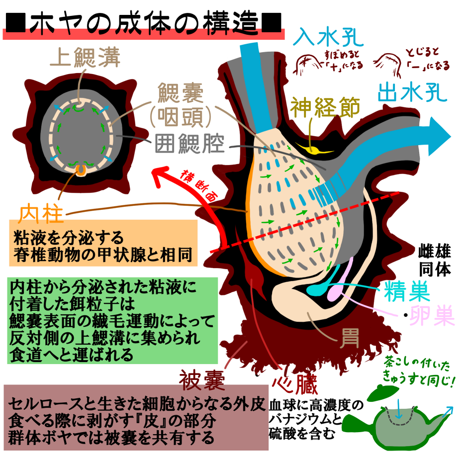 叱咤過侮離のtapa ホヤは水揚げされると縮こまって丸くなるけど 水中ではイラストのようにのびのびと入水孔と出水孔を煙突のように伸ばしているのです 被嚢というセルロースを含む外皮に包まれているので漢字で 海鞘 とも書くが このセルロースの合成