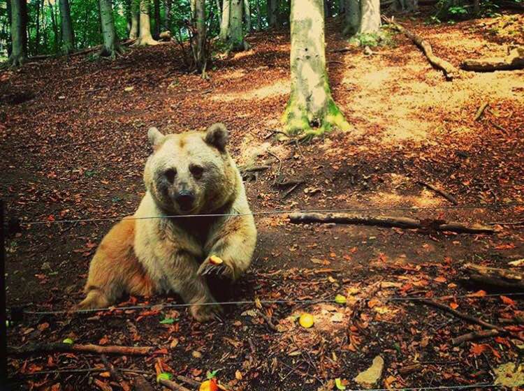 ProjectBlueBear's tweet photo. Great pic from @backpackerbjorn. Get fresh like this guy with an apple and some #ProjectBlueBear apparel. https://t.co/GUaeDWiSXZ
