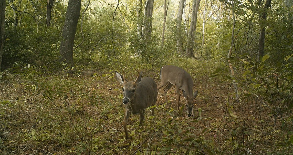 Happy #WorldWildlifeDay from some residents of our Coastal Reserve sites #wildlife #nature #obx #NC #visitNC