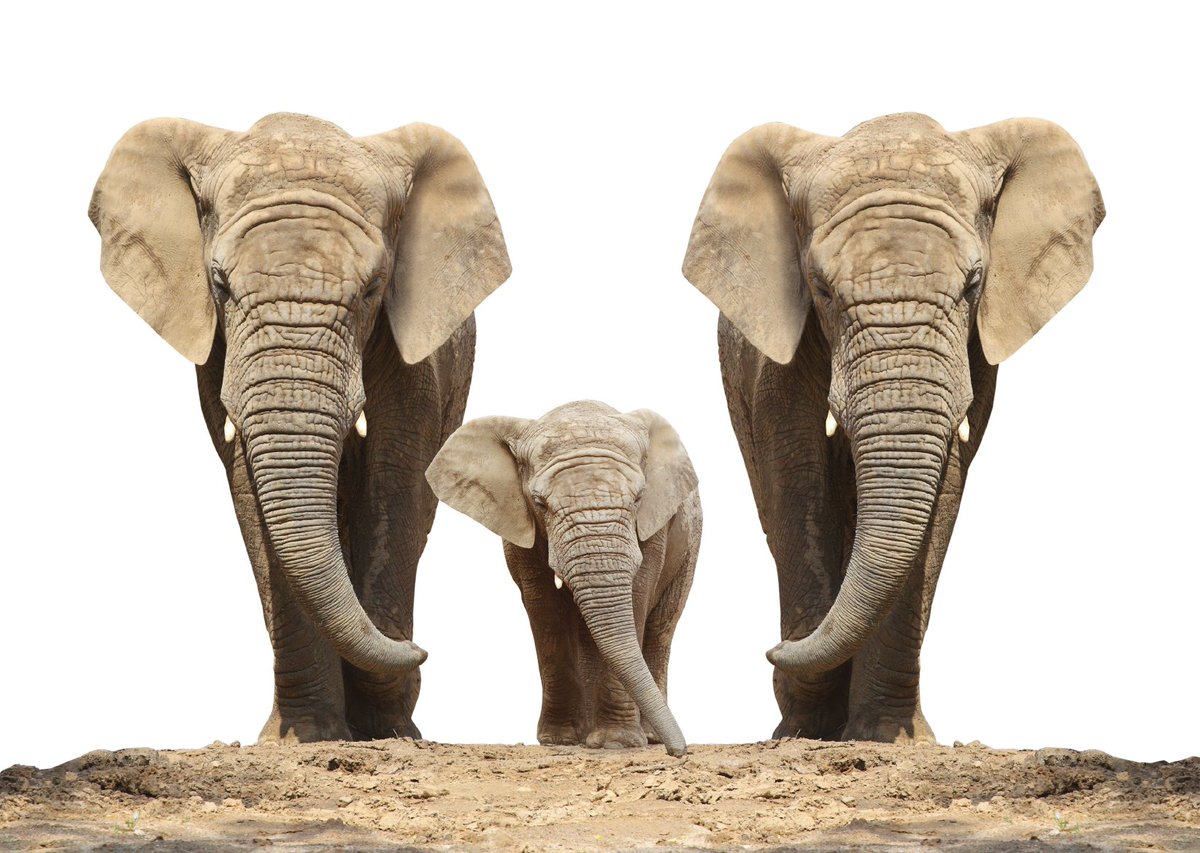 EU_ENV's tweet photo. On #WWD2016 Find out how #EU is fighting #wildlifetrafficking #env4eu magazine: https://t.co/UY0yNslOfv #EUWildlife https://t.co/04RctStZfp