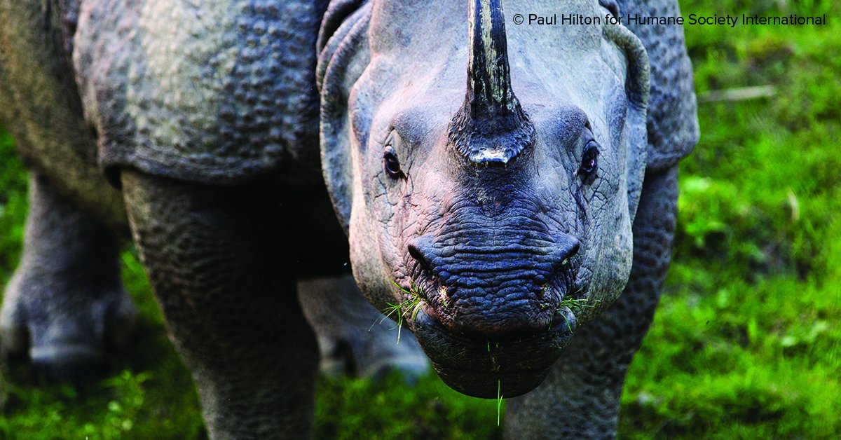 RacingXtinction's tweet photo. Help give species a voice for #WorldWildlifeDay >> https://t.co/sn1RBKwUbn https://t.co/h2YBgJ0MUW