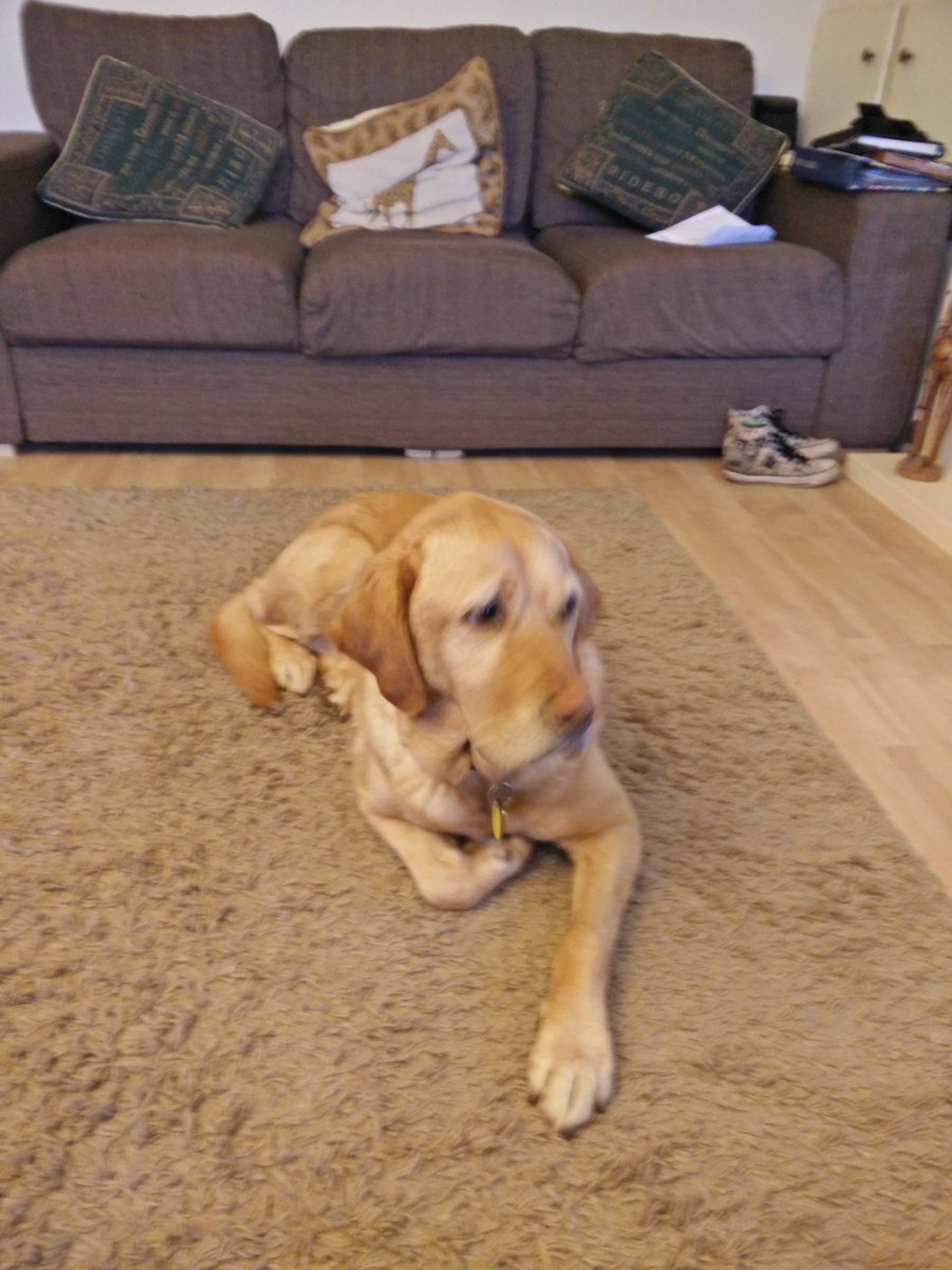 UriGuideDog's tweet photo. I've got hunger pains but apparently I have another half an hour to wait :-( #sadlab https://t.co/ImSnRW0Mg0
