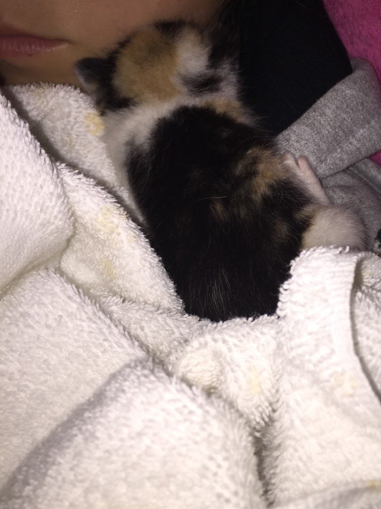 ash_dw's tweet photo. Hanging out with this little nugget of fur on my neck #kitten #.47grams #2weeks https://t.co/0KsIAvrYDa