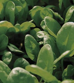bountifulgard's tweet photo. Have you thought about what seeds you want plant this season? Check out Fast &amp; Fresh https://t.co/y1gTphO0t2 be well https://t.co/IEYsmhPAvE